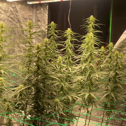 DankBerry  growlog timeline photo