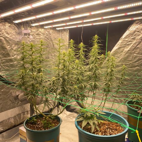 DankBerry  growlog timeline photo