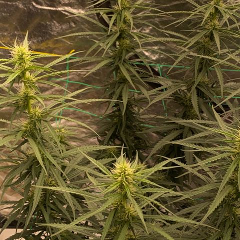 DankBerry  growlog timeline photo