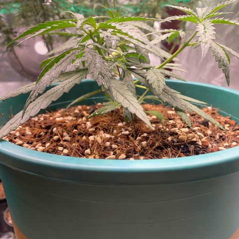 DankBerry  growlog timeline photo