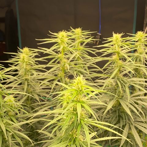 DankBerry  growlog timeline photo