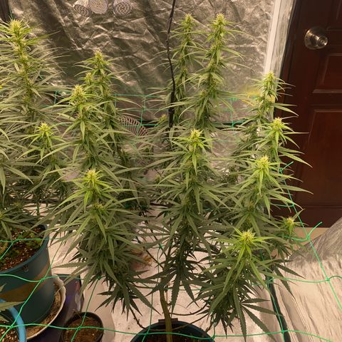 DankBerry  growlog timeline photo