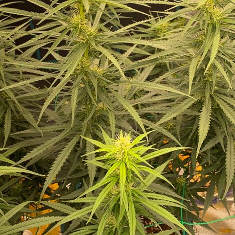 DankBerry  growlog timeline photo