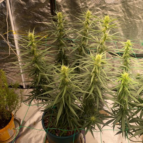 DankBerry  growlog timeline photo