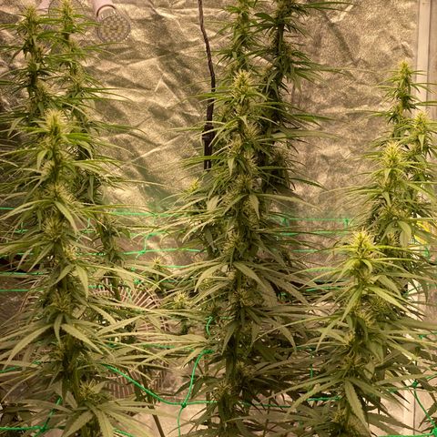 DankBerry  growlog timeline photo