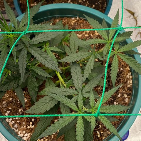 DankBerry  growlog timeline photo
