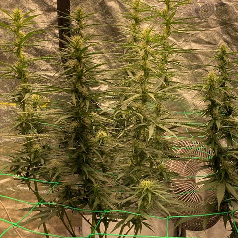 DankBerry  growlog timeline photo