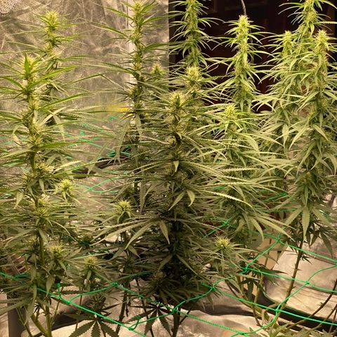 DankBerry  growlog timeline photo