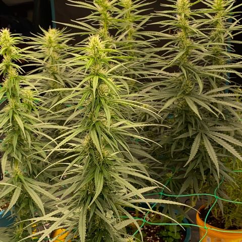 DankBerry  growlog timeline photo