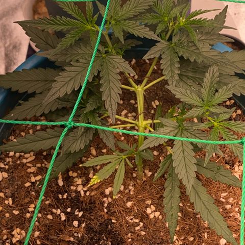 DankBerry  growlog timeline photo