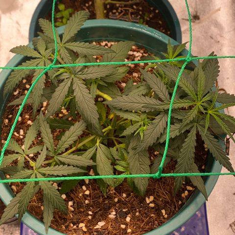 DankBerry  growlog timeline photo