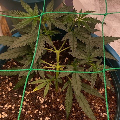 DankBerry  growlog timeline photo