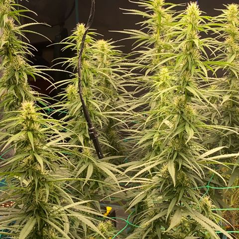 DankBerry  growlog timeline photo
