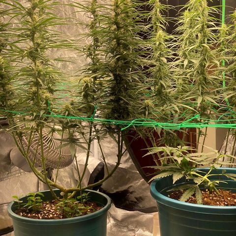 DankBerry  growlog timeline photo
