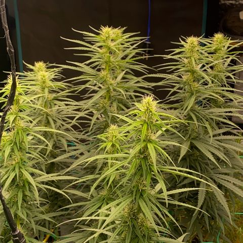 DankBerry  growlog timeline photo