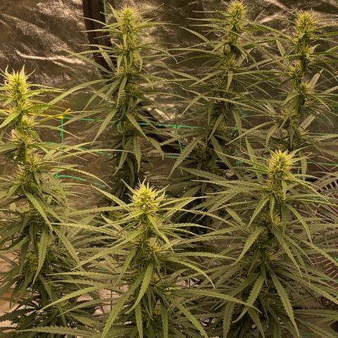 DankBerry  growlog timeline photo