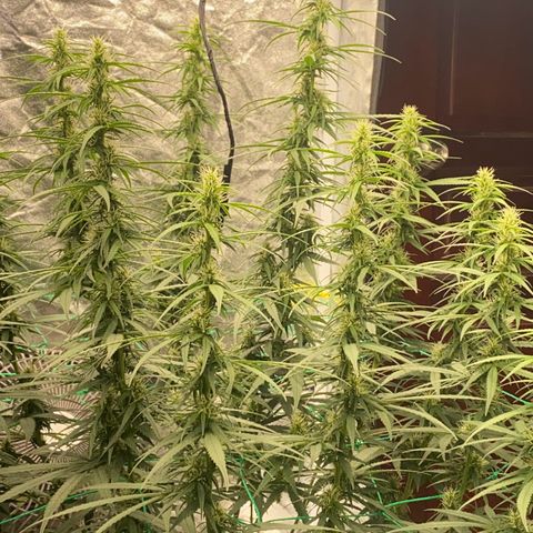 DankBerry  growlog timeline photo