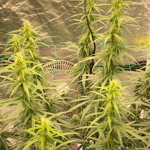 DankBerry  growlog timeline photo