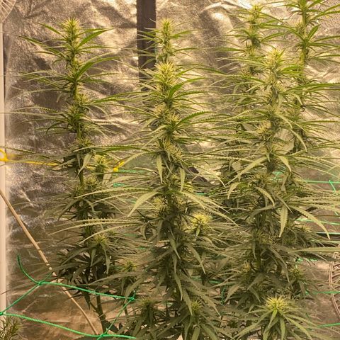 DankBerry  growlog timeline photo