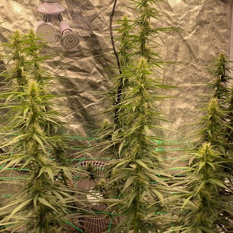 DankBerry  growlog timeline photo