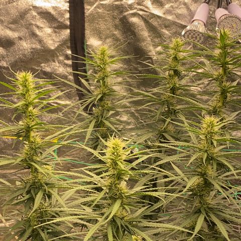 DankBerry  growlog timeline photo