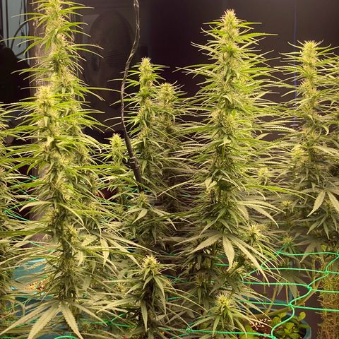 DankBerry  growlog timeline photo