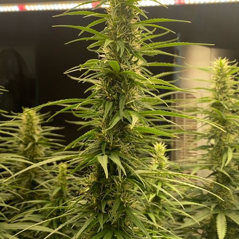 DankBerry  growlog timeline photo