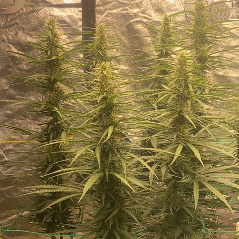 DankBerry  growlog timeline photo