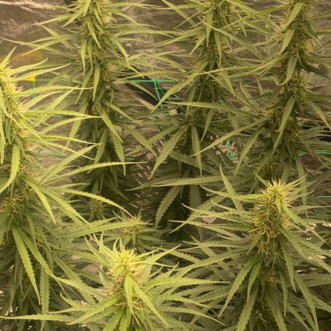 DankBerry  growlog timeline photo
