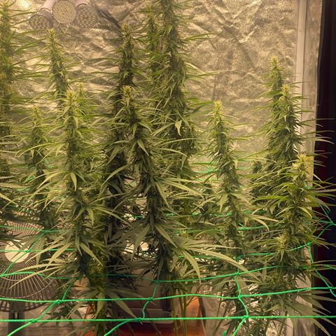 DankBerry  growlog timeline photo