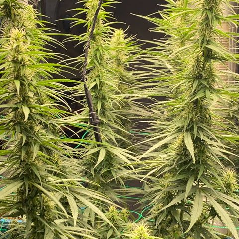 DankBerry  growlog timeline photo