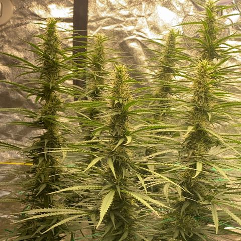 DankBerry  growlog timeline photo