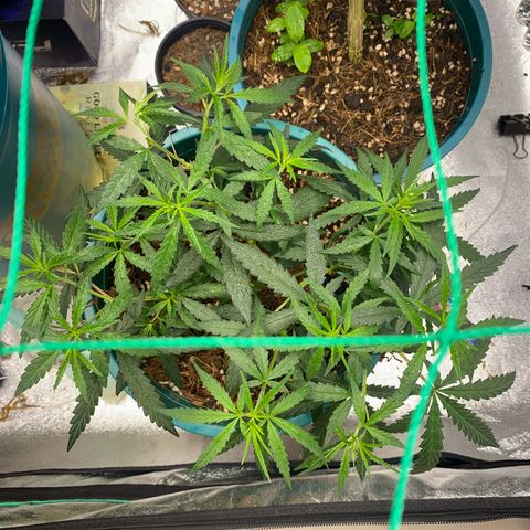 DankBerry  growlog timeline photo