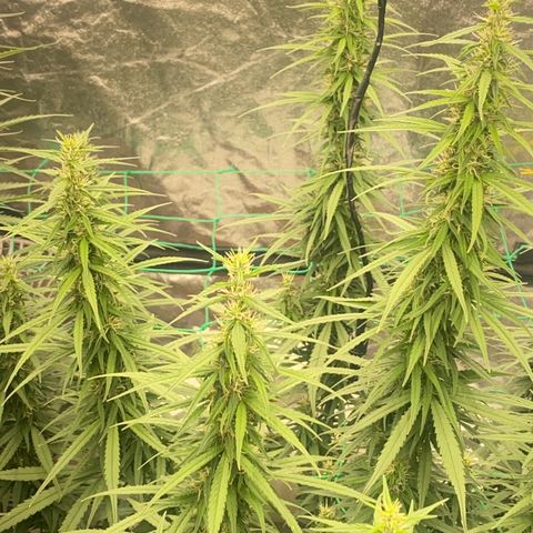 DankBerry  growlog timeline photo