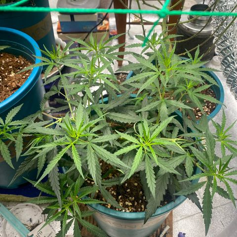 DankBerry  growlog timeline photo