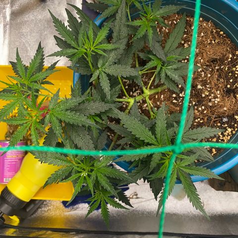 DankBerry  growlog timeline photo