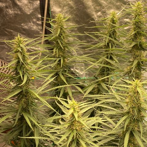 DankBerry  growlog timeline photo