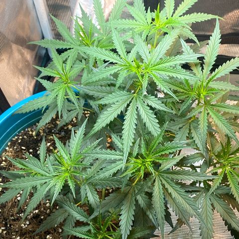 DankBerry  growlog timeline photo
