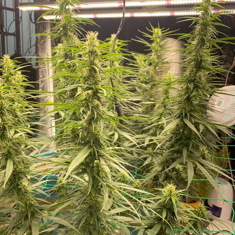 DankBerry  growlog photo: pha Dense 1g/1l