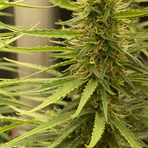 DankBerry  growlog timeline photo