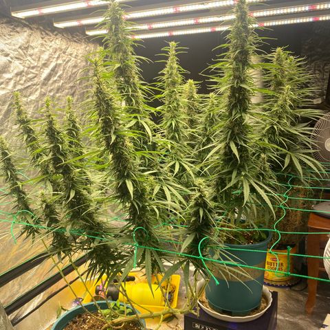 DankBerry  growlog timeline photo