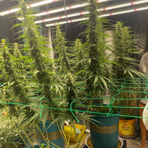 DankBerry  growlog timeline photo