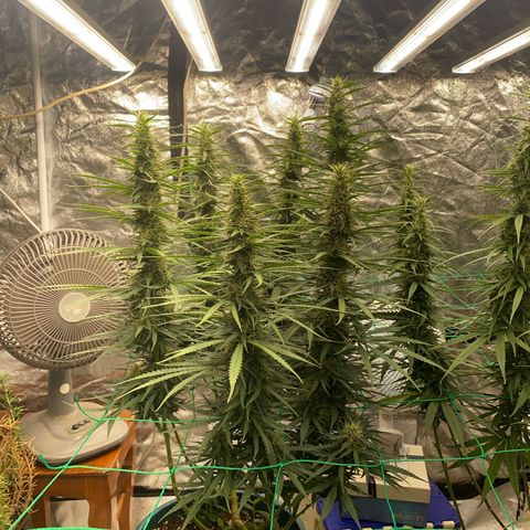 DankBerry  growlog timeline photo
