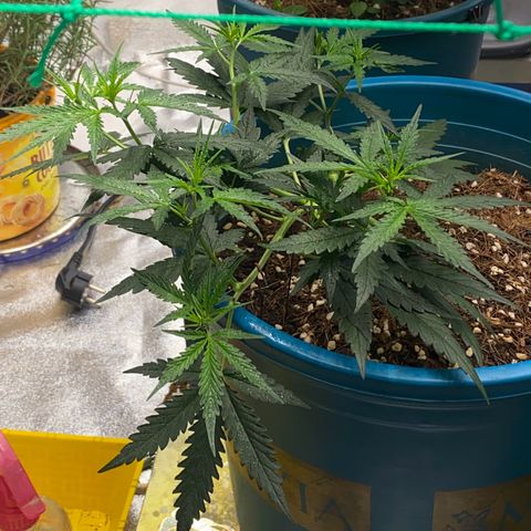 DankBerry  growlog timeline photo