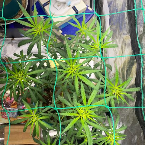 DankBerry  growlog timeline photo