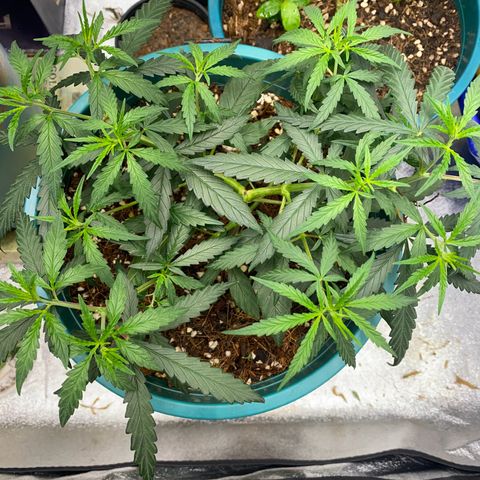 DankBerry  growlog timeline photo