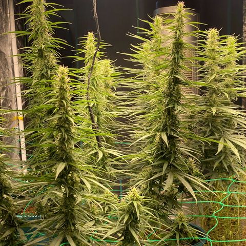 DankBerry  growlog timeline photo