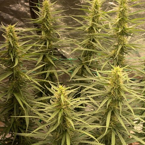 DankBerry  growlog timeline photo