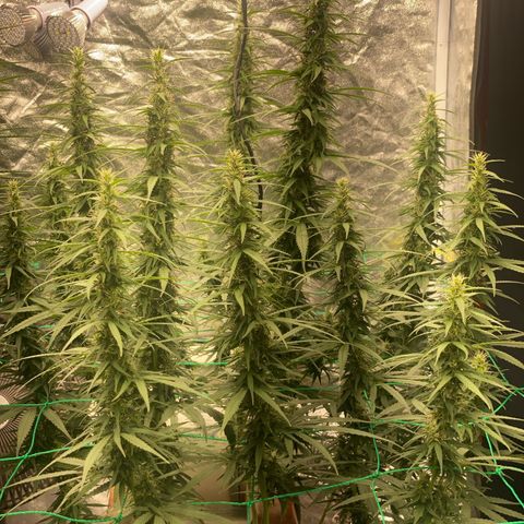 DankBerry  growlog timeline photo