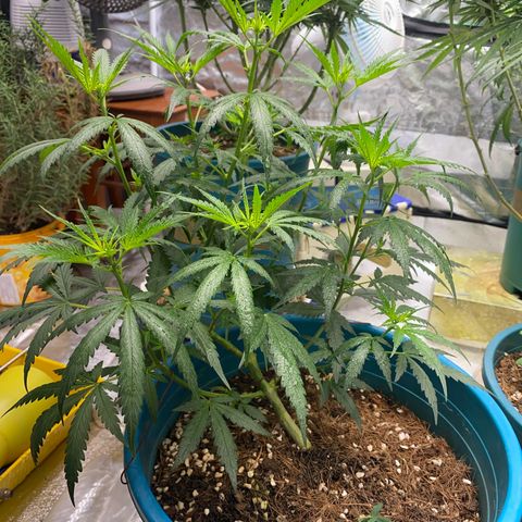 DankBerry  growlog timeline photo